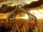 Dwie, Żyrafy, Chmury, Safari