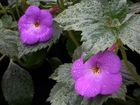 Achimenes