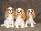 trzy, Cavalier King Charles spaniel