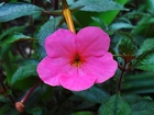 Achimenes, Kwiat