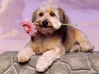 Różowa, Gerbera, Pies, Lhasa Apso