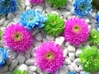 Kolorowe, Kwiaty, Białe, Kamienie