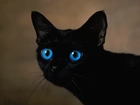 Czarny, Kot, Niebieskie, Oczy