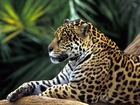 Jaguar, Drzewo, Łapa, Odpoczynek