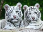 Białe, Tygrysy