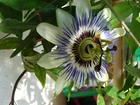 Kremowa, Passiflora