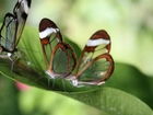 Motyle, Glass, Wings Zielone, Liście