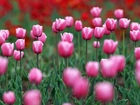 Łąka, Różowe, Tulipany