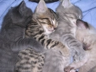 Cztery, Śpiące, Kotki