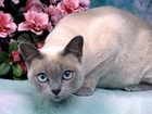 Kot, Mink Tonkinese