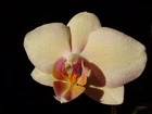 Storczyk, Phalaenopsis