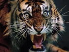Rozwścieczony, Tygrys