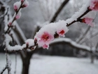 Śnieg, Kwitnąca, Wiśnia