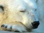 Śpiący, Niedźwiedź