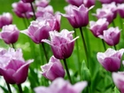 Fioletowo, Różowe, Tulipany