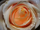 Róża, Herbaciana, Rosa