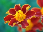 Aksamitka, Tagetes