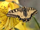 Motyl, Lilia tygrysia