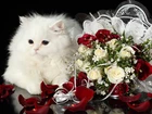 Biały, Kot. Wiązanka, Róż