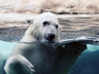 Niedźwiedź, Polarny, Kąpiel