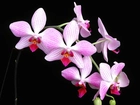 Liliowo, Biała, Orchidea