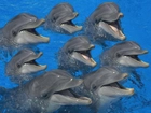 0siem, Delfinów, Woda