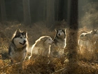 Siberian Husky, Las