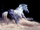 Koń, W, Galopie