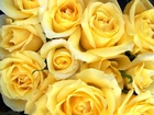 Żółte, Główki, Róż