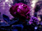Piękna, Fioletowa, Róża
