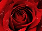 Czerwony, Kwiat, Róży