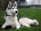 Siberian Husky