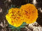 Tagetes erecta