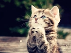 Kot, Modlitwa