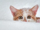 Kot, Zaspa, Śniegu