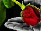 Róża, Dłoń, Liście