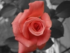 Łososiowa, Róża