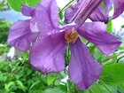 Fioletowy, Kwiat, Clematis