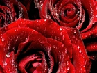 Czerwone, Róże, Krople, Wody