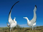 Albatrosy