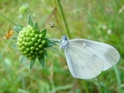 Biały, Motyl, Bielinek