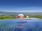 Jezioro, Dwa, Flamingi, Grafika
