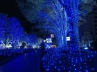 Niebieskie, Lampki, Drzewa, Alejka