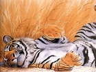 Tygrys, Odpoczynek, Grafika