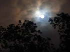 Noc, Księżyc, Drzewa