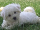 Bichon frise, trawa