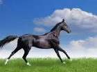 Koń, Trawa, Chmury