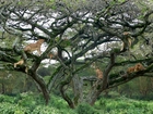 Lwy, Drzewo, Kenia