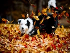 Pies, Jesień, Zabawa