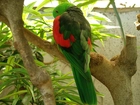 Czerwono, Zielona, Papuga